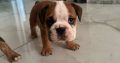 Purebred English Bulldogs in Goresbridge