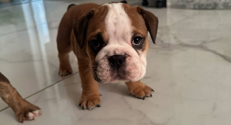 Purebred English Bulldogs in Goresbridge