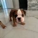 Purebred English Bulldogs in Goresbridge