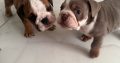Purebred English Bulldogs in Goresbridge