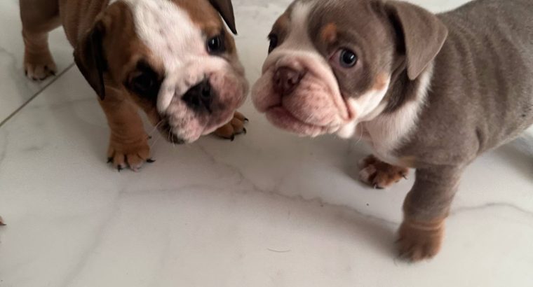 Purebred English Bulldogs in Goresbridge