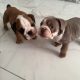 Purebred English Bulldogs in Goresbridge