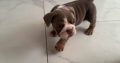 Purebred English Bulldogs in Goresbridge