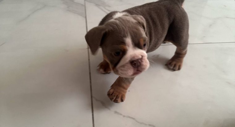 Purebred English Bulldogs in Goresbridge