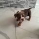 Purebred English Bulldogs in Goresbridge