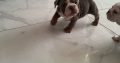 Purebred English Bulldogs in Goresbridge