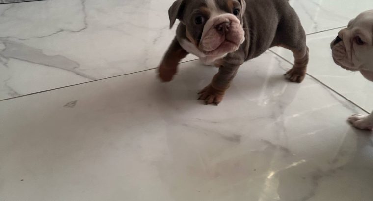 Purebred English Bulldogs in Goresbridge
