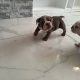Purebred English Bulldogs in Goresbridge