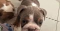 Purebred English Bulldogs in Goresbridge