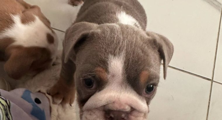 Purebred English Bulldogs in Goresbridge