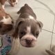 Purebred English Bulldogs in Goresbridge