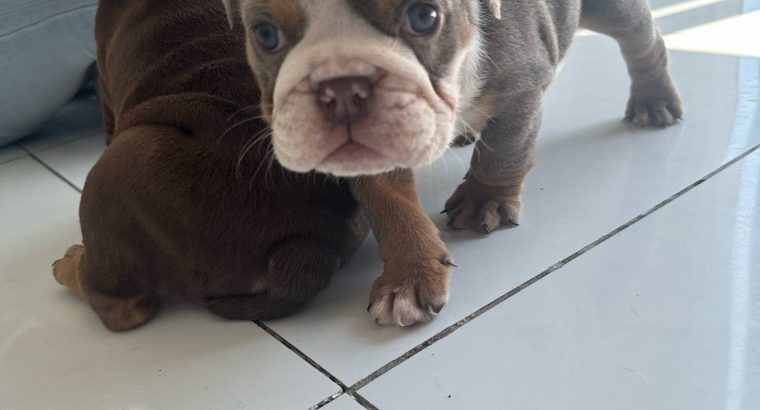 Purebred English Bulldogs in Goresbridge