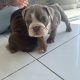 Purebred English Bulldogs in Goresbridge