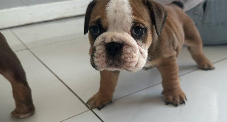 Purebred English Bulldogs in Goresbridge