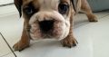 Purebred English Bulldogs in Goresbridge