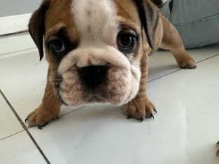 8 week old purebred English bulldogs
