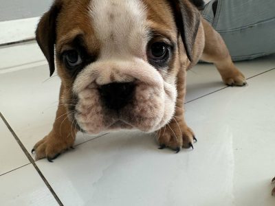 Purebred English Bulldogs in Goresbridge