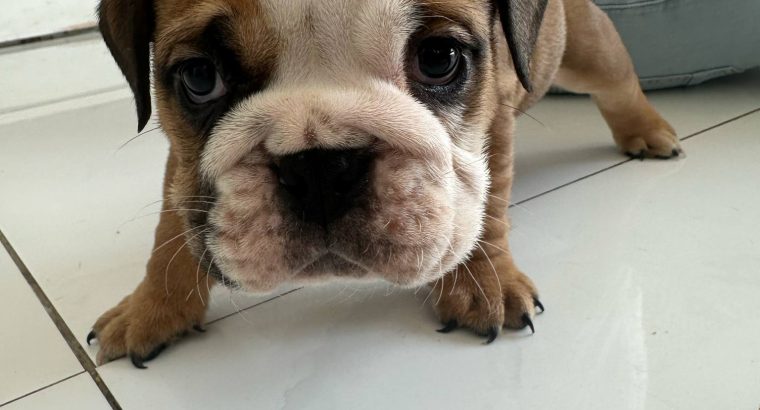Purebred English Bulldogs in Goresbridge