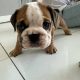 Purebred English Bulldogs in Goresbridge