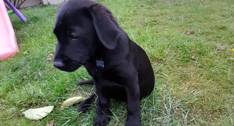 Beautiful black labrador puppie for sale