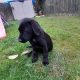 Beautiful black labrador puppie for sale