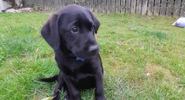 Labrador puppies in Swords, Co Dublin
