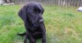 Labrador puppies in Swords, Co Dublin