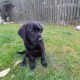 Beautiful black labrador puppie for sale