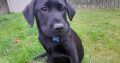 Beautiful black labrador puppie for sale