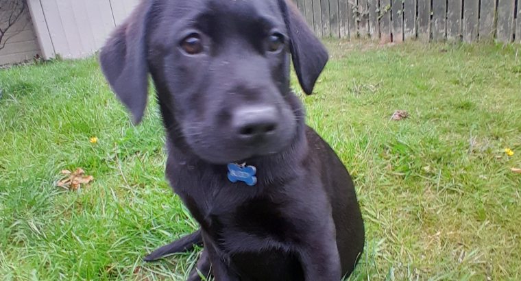 Labrador puppies in Swords, Co Dublin