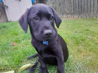 Beautiful black labrador puppie for sale