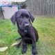 Beautiful black labrador puppie for sale