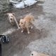 Golden Labrador pups for sale in westmeath