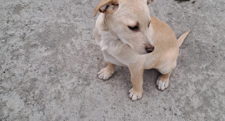 Golden Labrador pups for sale in westmeath