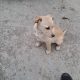 Golden Labrador pups for sale in westmeath
