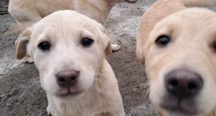 Golden Labrador pups for sale in westmeath