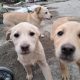 Golden Labrador pups for sale in westmeath