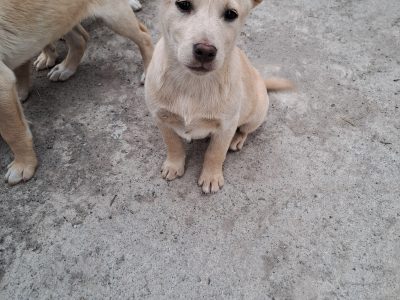 Golden Labrador pups for sale in westmeath
