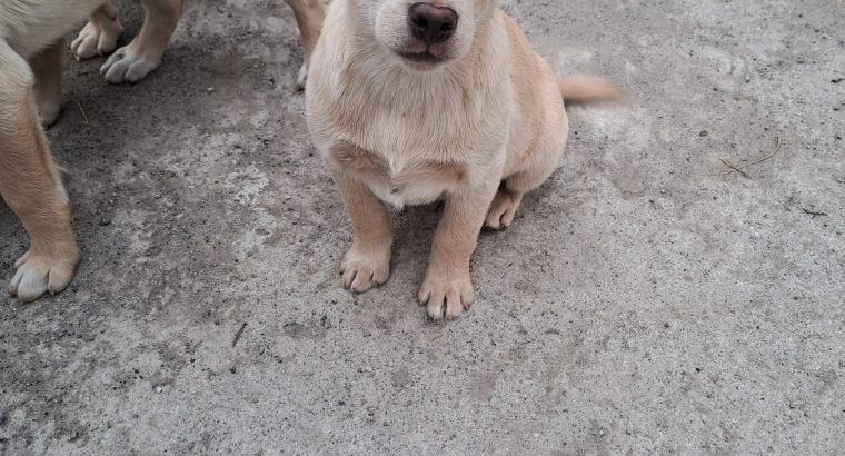 Golden Labrador pups for sale in westmeath