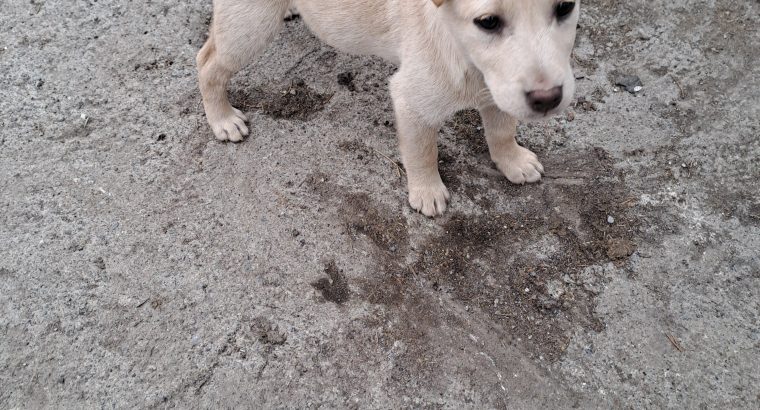 Golden Labrador pups for sale in westmeath