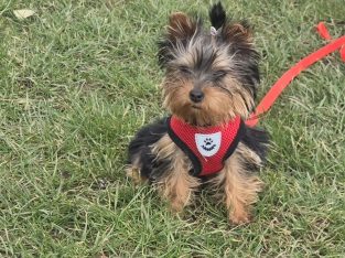 Mini Yorkie female with all necessities