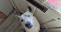 Iggy Collie for Rehome in Tallaght