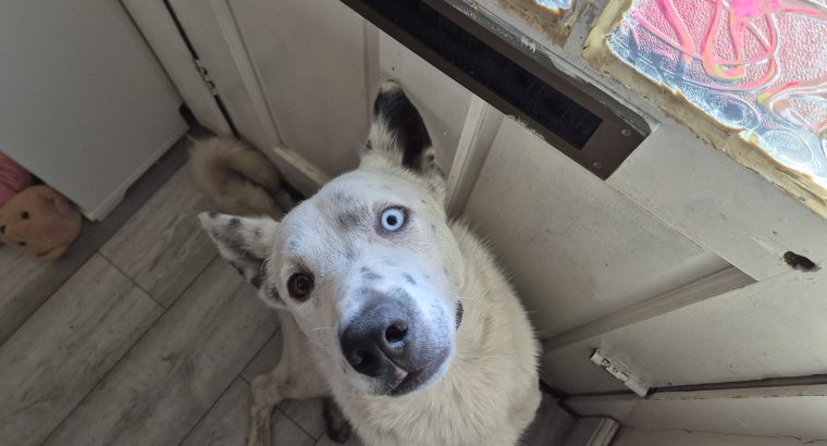 Iggy Collie for Rehome in Tallaght