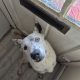 Iggy Collie for Rehome in Tallaght