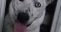 Iggy Collie for Rehome in Tallaght