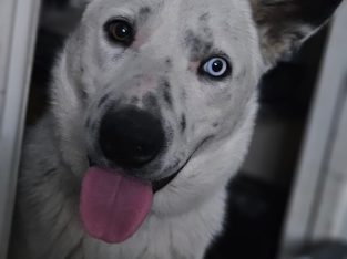 Iggy Collie
