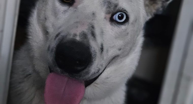 Iggy Collie for Rehome in Tallaght