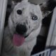 Iggy Collie for Rehome in Tallaght