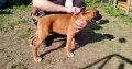 Boxer Puppies for Sale in Newmarket