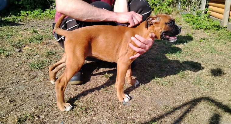 Boxer Puppies for Sale in Newmarket